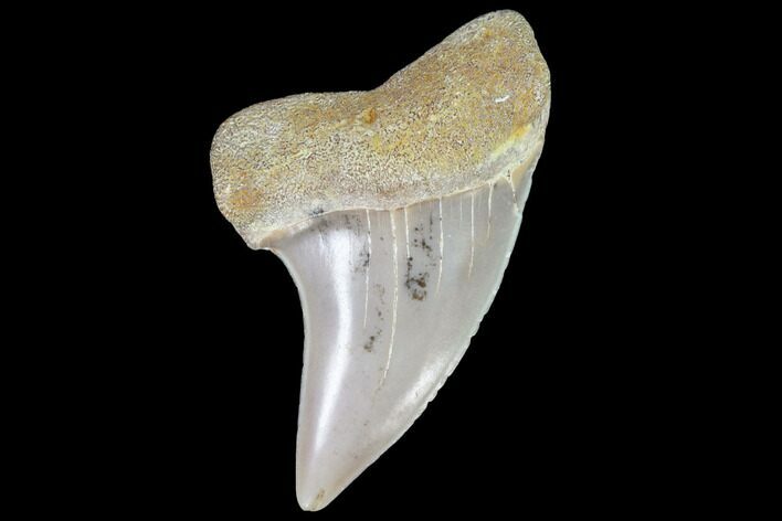 Mako Shark Tooth Fossil - Sharktooth Hill, CA #94711